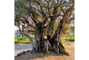 ¿Por qué usáis aceite de oliva virgen para vuestros jabones?
